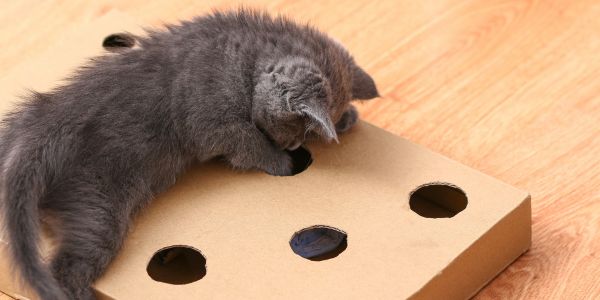 Diy cat hotsell puzzle box